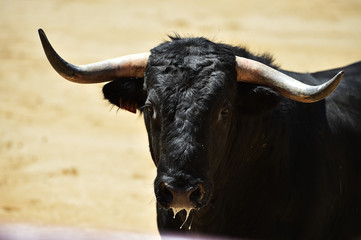 a aggressive bull in the traditional spectacle of bullfight