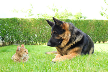 A cat and a german shepherd dog looking at each other lying in the grass; best friends