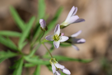 Cut Leaved Toothwort Flowers in Springtime