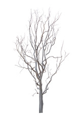 Single old or dead tree isolated on white background and clipping path.