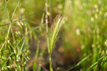Close-up of a plant in a green field 