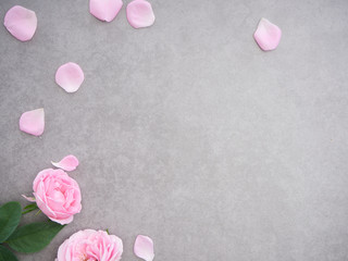 Pink rose petals on gray background.