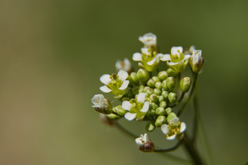 Little petals close up