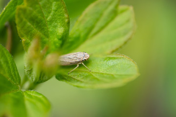 Leafhopper on Leaf in Springtime