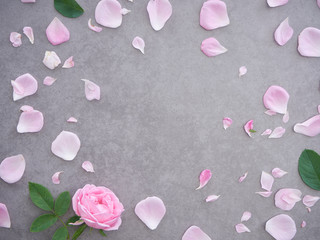 Pink rose petals on gray background.
