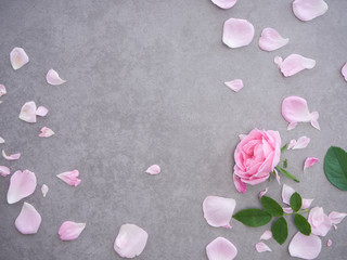 Pink rose petals on gray background.