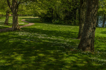 The Park  Dappled Light