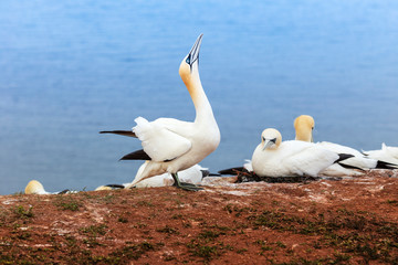 Heligoland - White Tern - Morus bassanus - standing on a red rock, in the background the surface of the blue sea