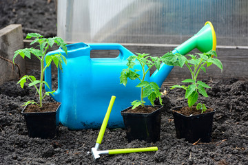 Seedlings of potted tomatoes, garden tools and a watering can on the background of the ground.
