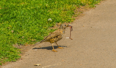 Song Thrush