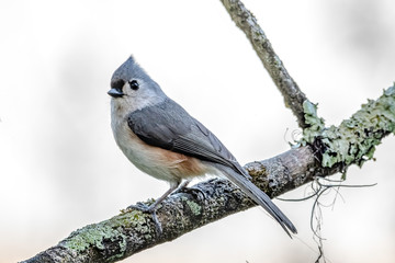 small tufted titmouse looks curious