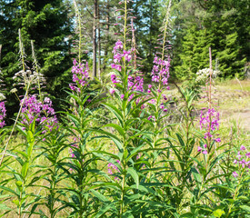 Forest flowers in a forest sunny meadow - 345698061
