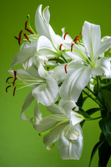 Obraz premium closeup view of a bunch of madonna lilies on light green sunny background at home