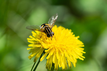 Narrow Headed Marsh Fly on Dandelion Flower