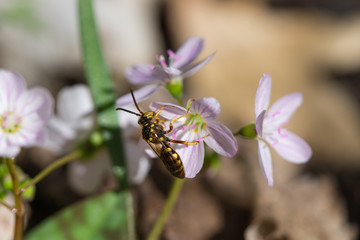 Nomad Bee on Spring Beauty Flowers in Springtime