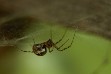 Spider on the spiderweb