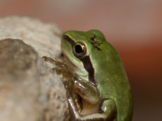 Mediterranean tree frog Hyla meridionalis with the twisted hind legs and a wasp in its head. The Nublo Rural park. Gran Canaria. Canary Islands. Spain.