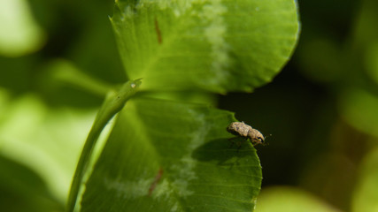 Strange bug on leaf