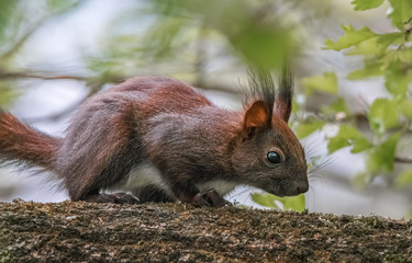 Junges Eichhörnchen im Baum