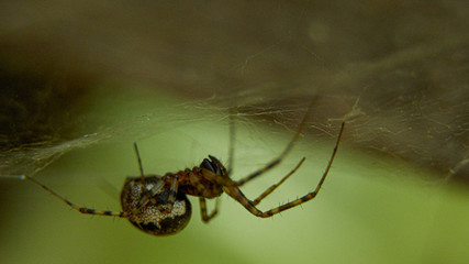 Spidr on his web