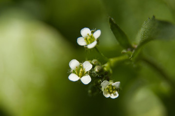 Tiny flowers on branch