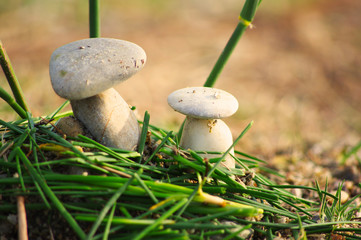 Stone mushrooms.