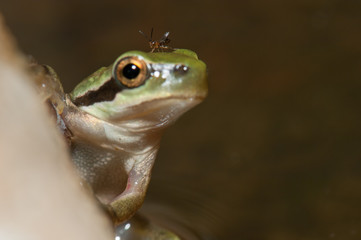 Wasp on the head of a Mediterranean tree frog Hyla meridionalis. The Nublo Rural Park. Gran Canaria. Canary Islands. Spain.