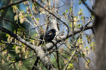 Red Winged Blackbird Perched in Springtime
