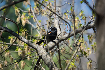 Red Winged Blackbird Perched in Springtime