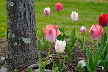 Tulips at the base of a tree. Pink and white tulips.