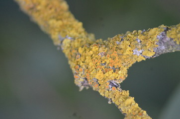 Drzewo,mech  © dawidexp