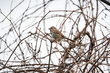 Song Sparrow Perched on Branch in Springtime