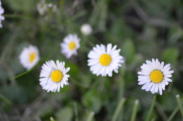 Stokrotki biale © dawidexp