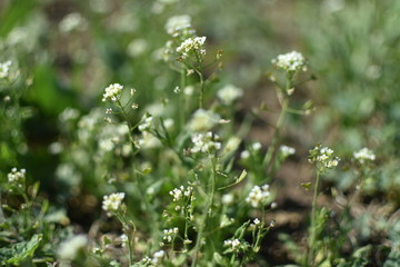 white flowers in the grass