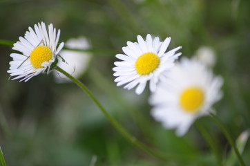 Stokrotki © dawidexp