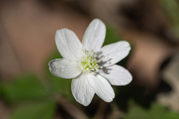 Wood Anemone Flower in Springtime