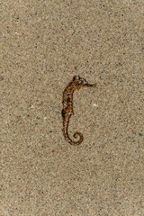 Dry seahorse found on the beach