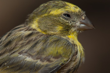 Male European serin Serinus serinus. Inagua. The Nublo Rural Park. Aldea de San Nicolas de Tolentino. Gran Canaria. Canary Islands. Spain.