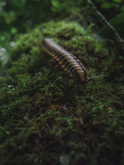 Large Forest Floor Centipede in the Cloud Forest