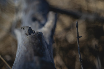 Background with fallen tree and bokeh