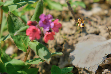 bee near flower in flight near Pulmonaria