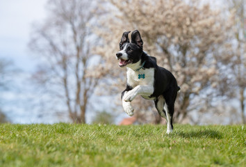 dog, collie, pet, animal, canine, cute, sheltie, sheepdog, white, breed, mammal, fur, portrait, puppy, friend, pedigree, border collie, brown, domestic, purebred, shetland, border, shetland sheepdog, 