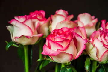 Lovely bouquet with big flowers of roses of bright pink and white color are staying on the table. Green leaves and thorns. Still life. Brown  background