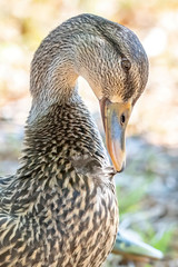Female mallard duck preens on the shore - close up