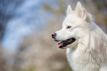 Obraz premium Portrait of a Husky