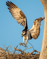 Osprey landing in the nest