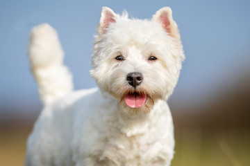 dog, pet, collie, border collie, animal, puppy, border, canine, white, cute, grass, black, sheepdog, portrait, running, pup, nature, breed, mammal, pets, young, domestic, pedigree, terrier, west, west