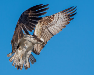 Osprey flying with open wings
