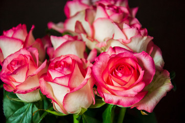 Lovely bouquet with big flowers of roses of bright pink and white color are staying on the table. Green leaves and thorns. Still life. Brown  background