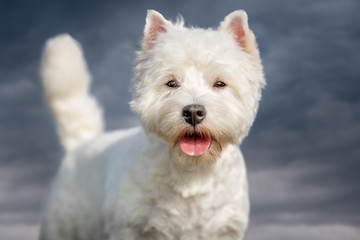 dog, pet, collie, border collie, animal, puppy, border, canine, white, cute, grass, black, sheepdog, portrait, running, pup, nature, breed, mammal, pets, young, domestic, pedigree, terrier, west, west